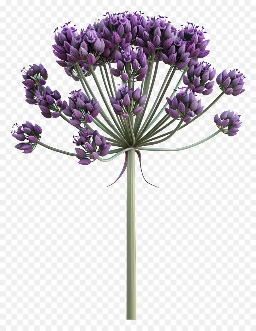 Fleur D'allium Modèle 3d，Fleur Violette PNG