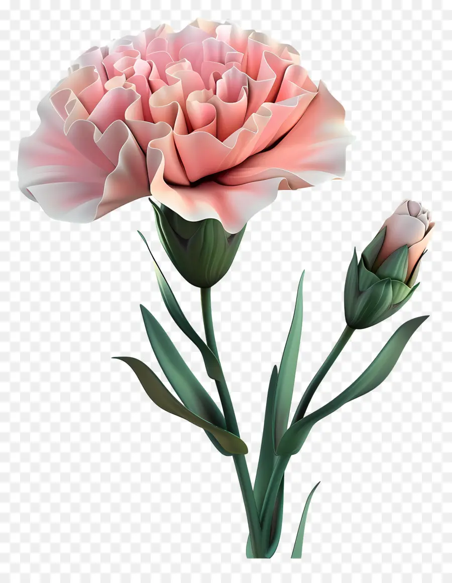 Fleur 3d，Oeillet Rose PNG