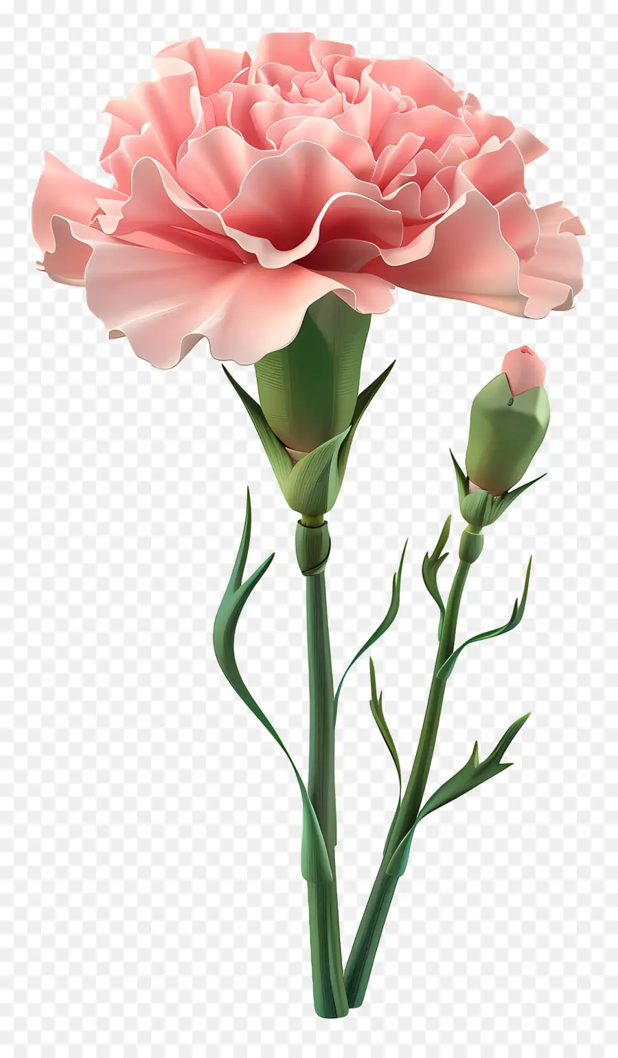 Fleur 3d，Oeillet Blanc PNG