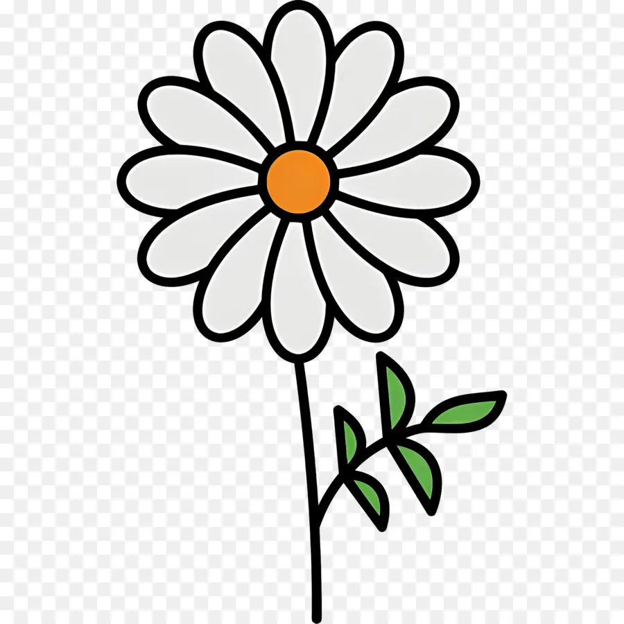 Fleur De Marguerite，Marguerite Blanche PNG