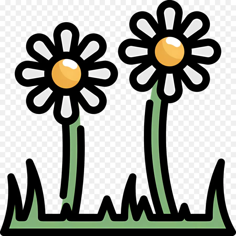 Fleur De Marguerite，Paire De Marguerites PNG