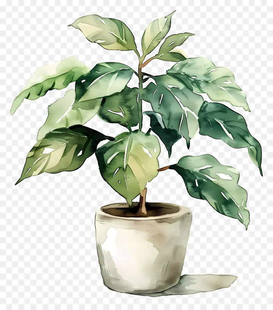 Plante Aquarelle，Plante En Pot PNG