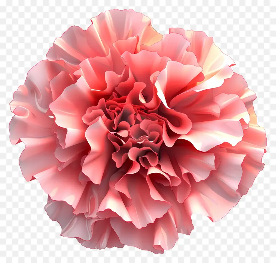 Fleur 3d，Oeillet Rose PNG