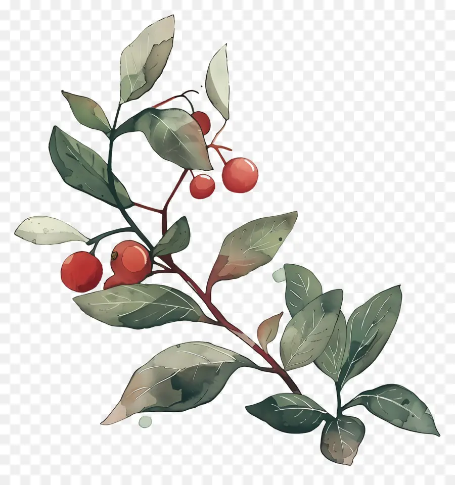 Plante De Café Aquarelle，Fruits Rouges PNG