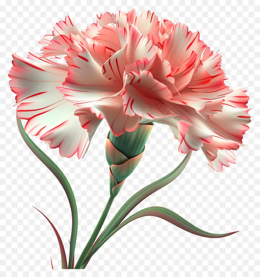 Fleur 3d，Oeillet Rose PNG