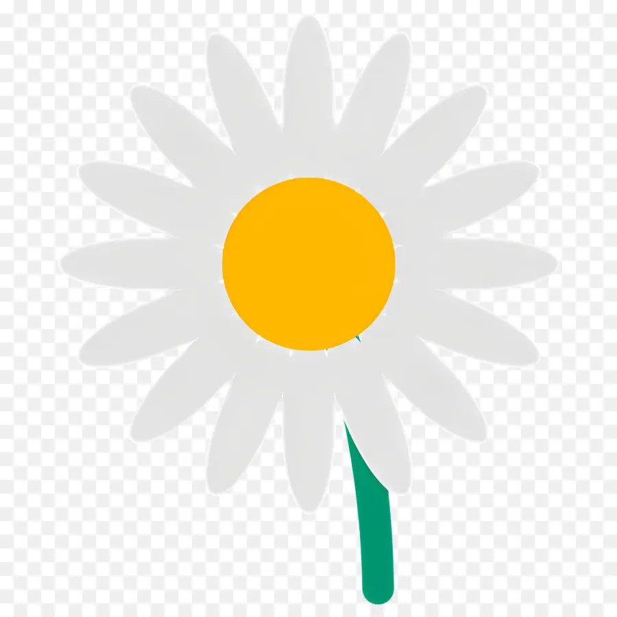 Fleur De Marguerite，Marguerite Blanche PNG