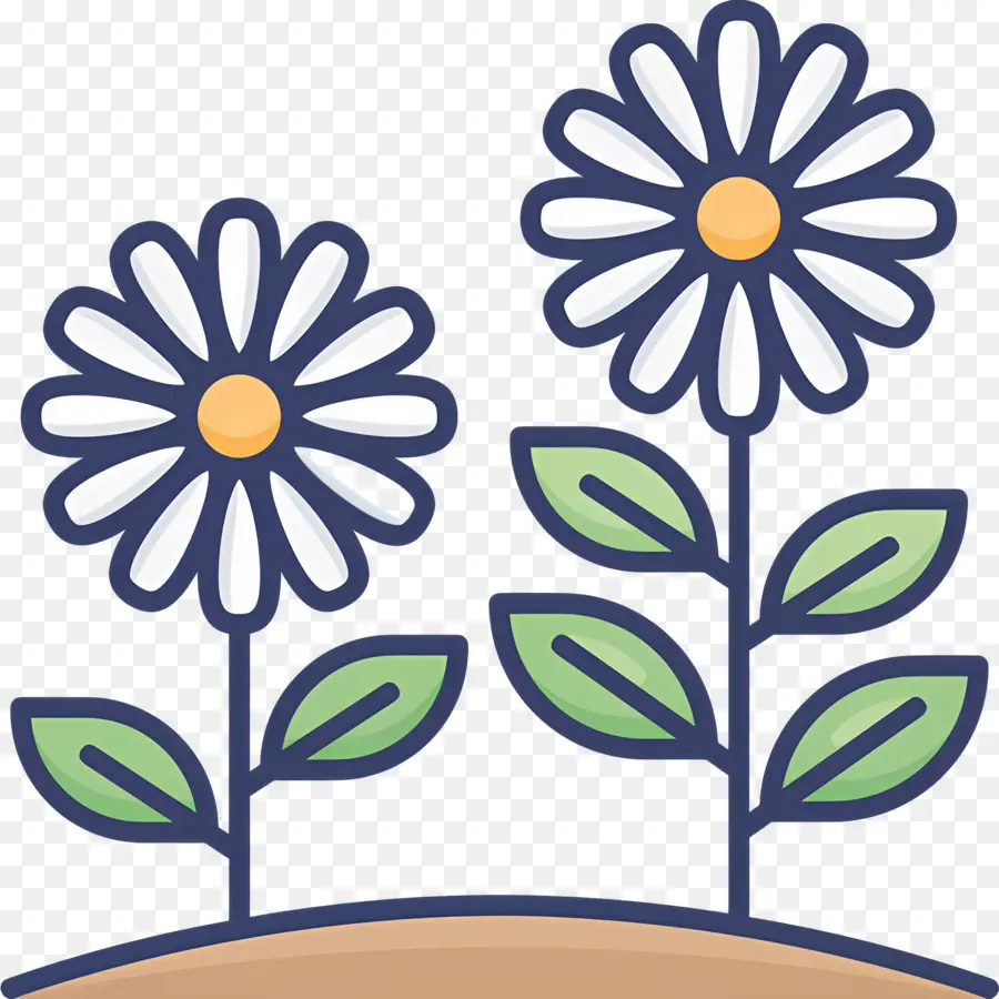 Fleur De Marguerite，Paire De Marguerites PNG