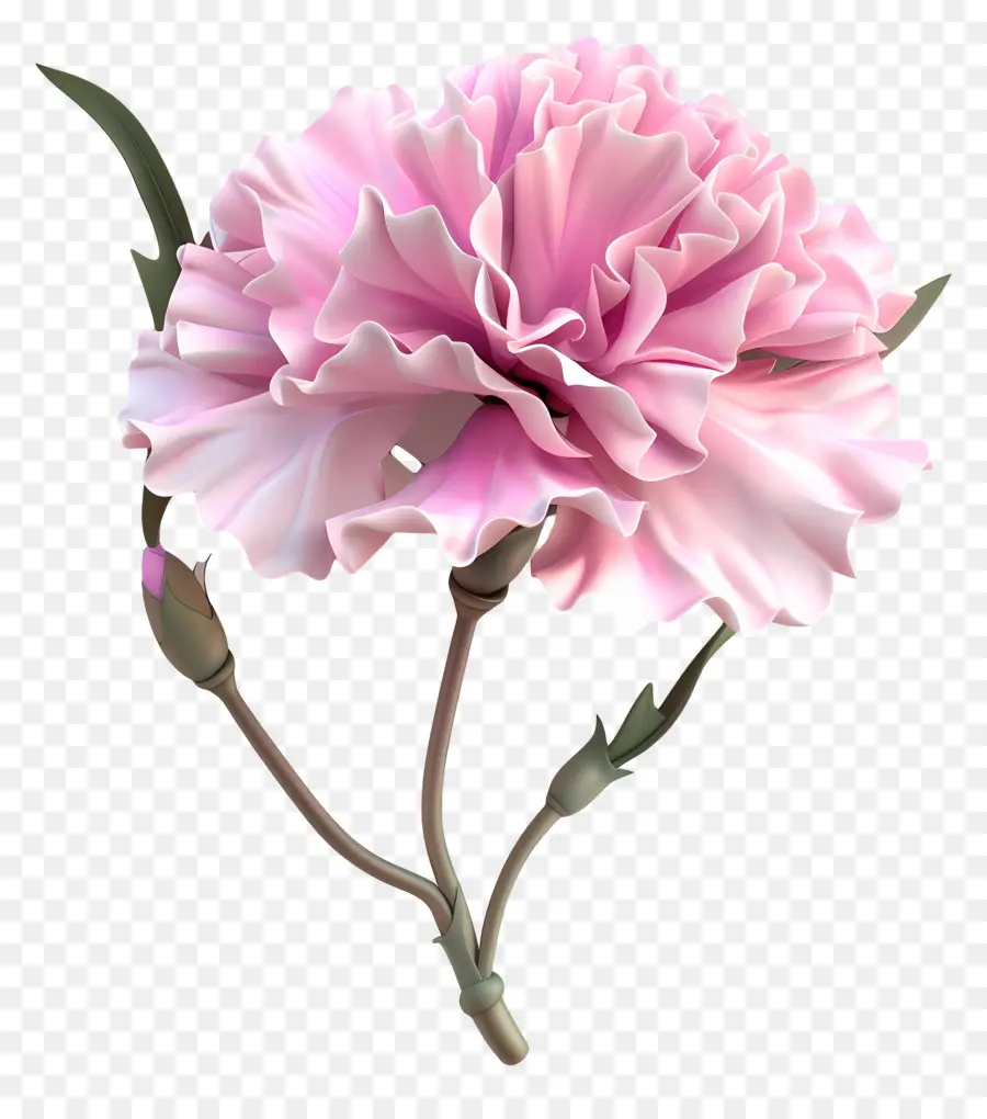 Fleur 3d，Oeillet Rouge PNG