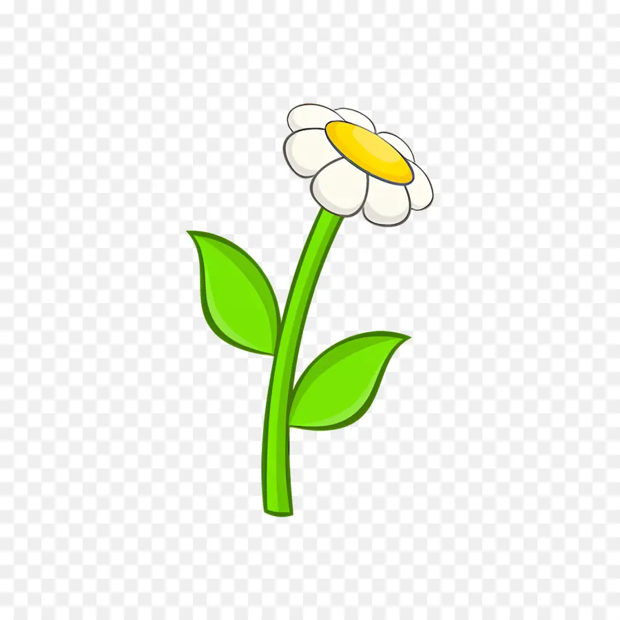 Fleur Blanche，Fleur PNG