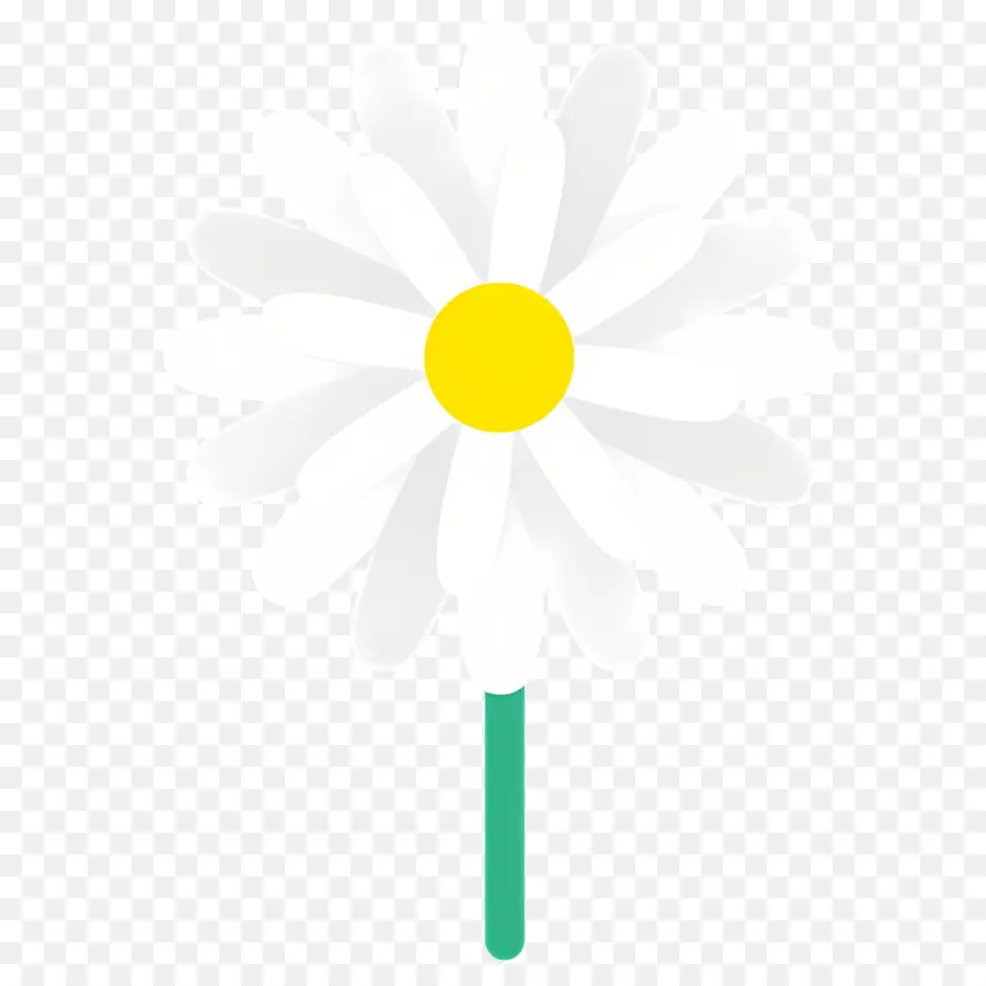 Fleur De Marguerite，Marguerite Blanche PNG