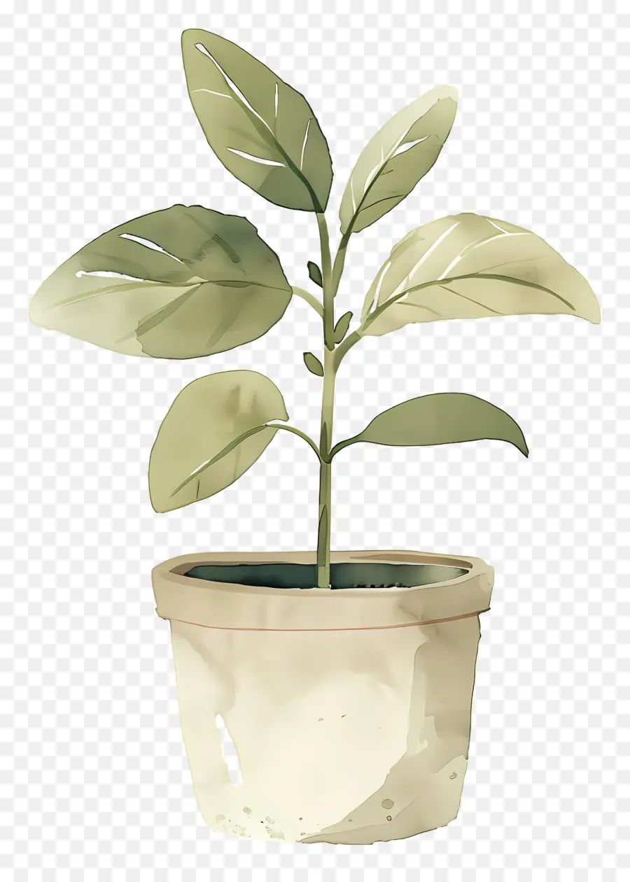 Plante Aquarelle，Plante En Pot PNG