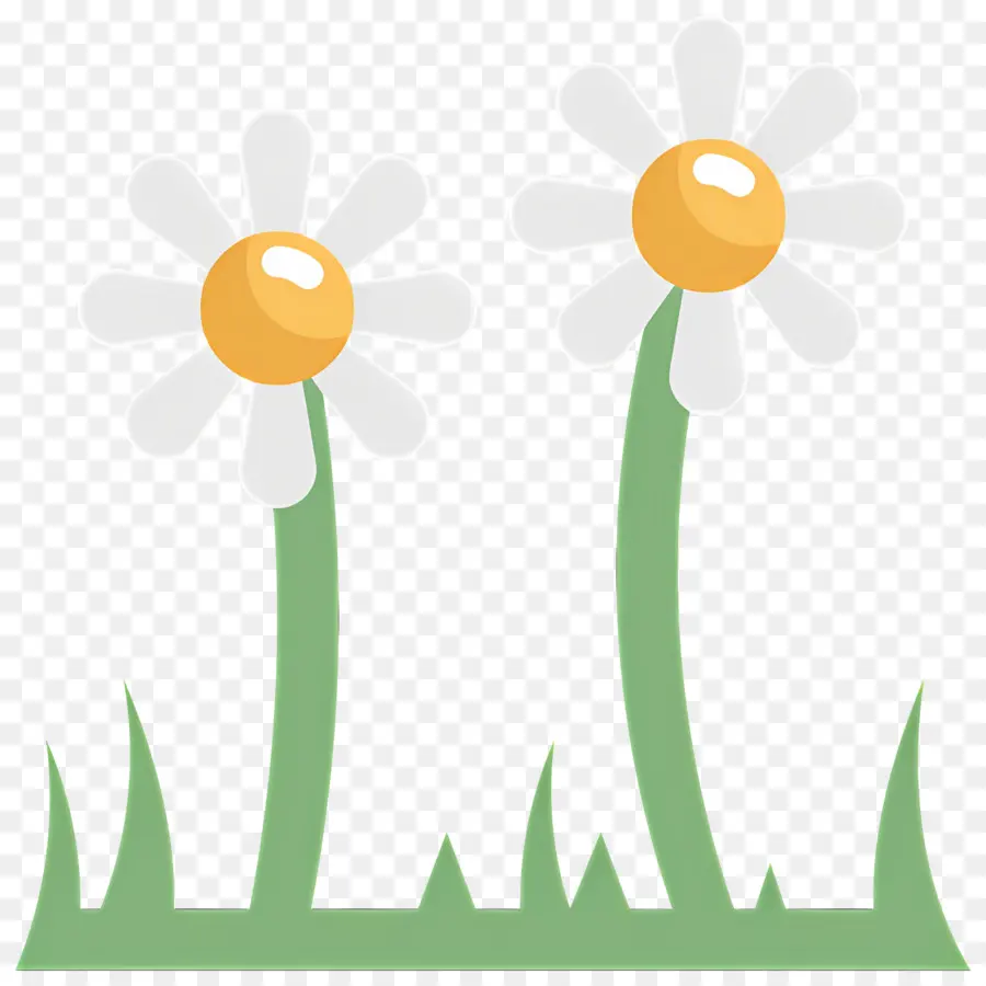 Fleur De Marguerite，Marguerites PNG