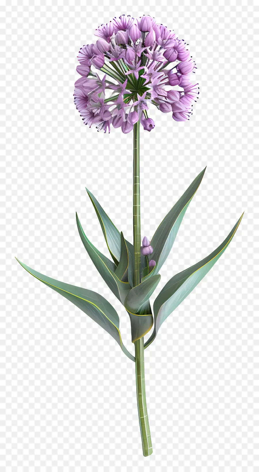 Fleur D'allium Modèle 3d，Fleur Violette Unique PNG