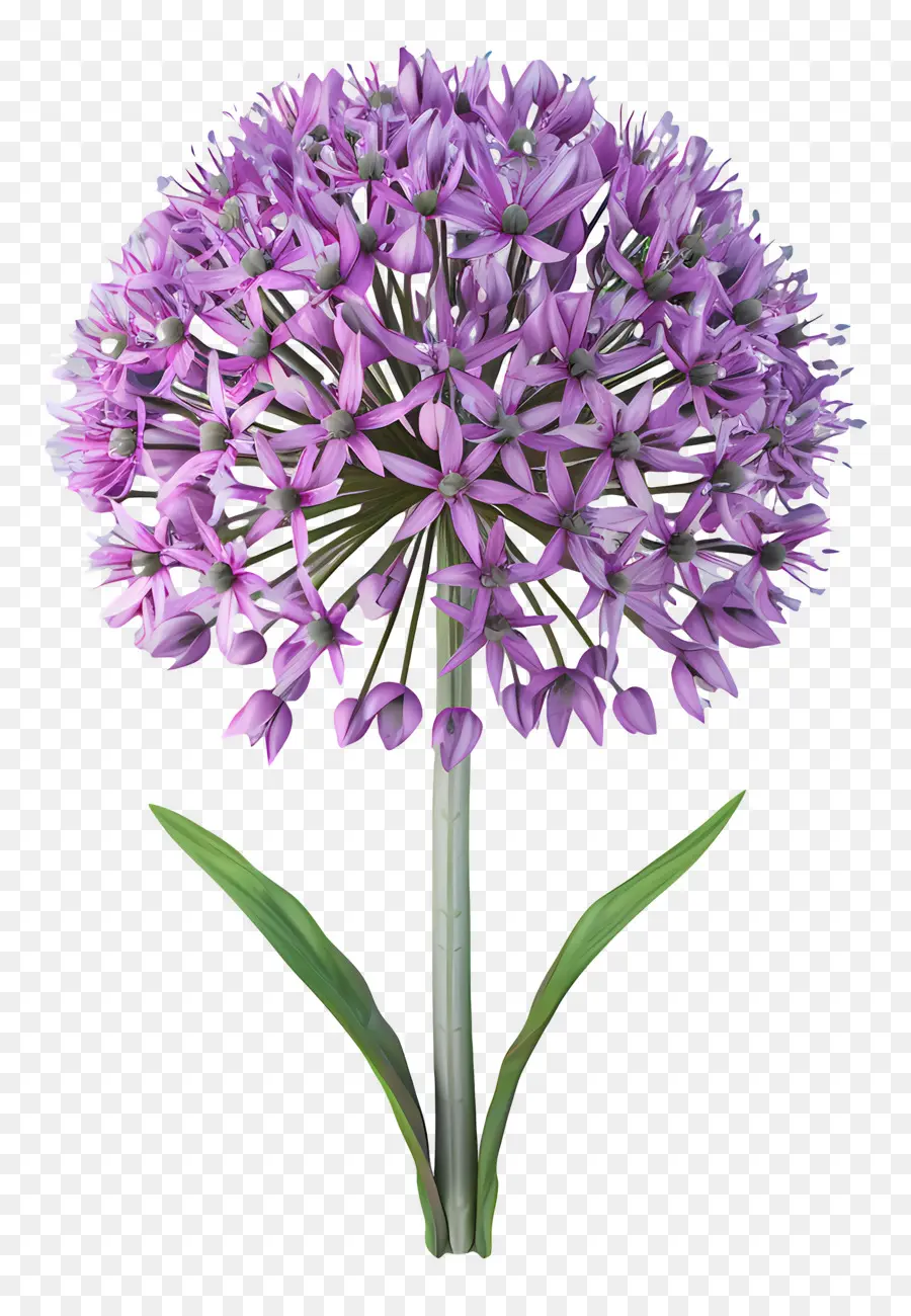 Fleur D'allium Modèle 3d，Fleurs Violettes PNG