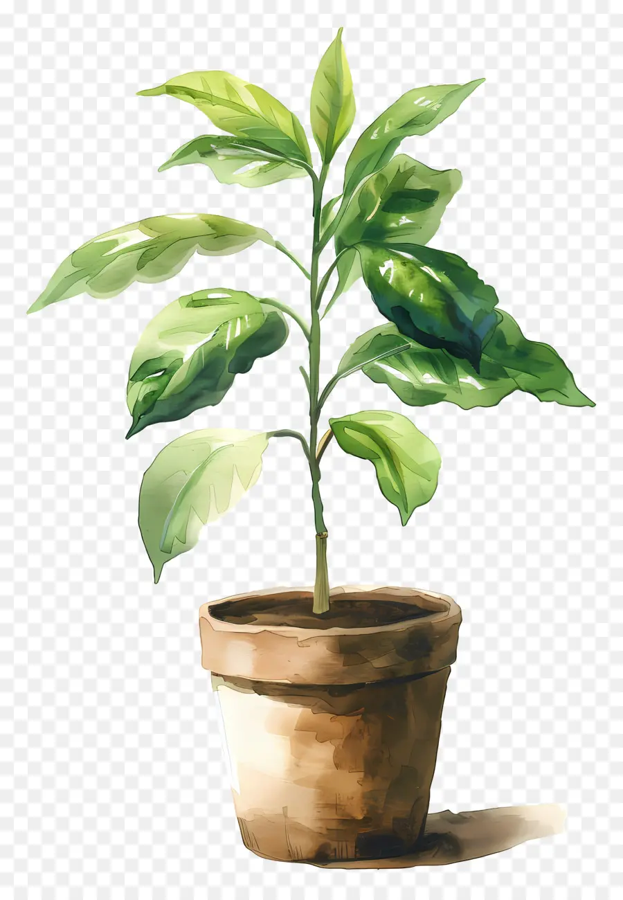 Plante Aquarelle，Plante En Pot PNG