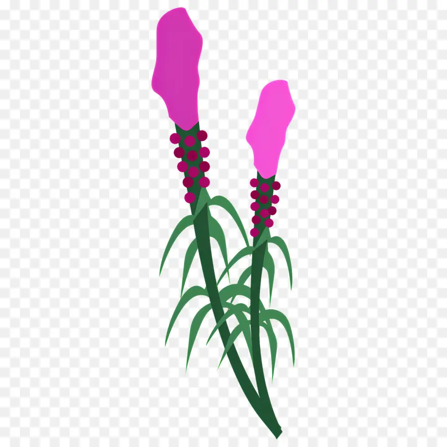 Fleur Violette，Plante Rose PNG