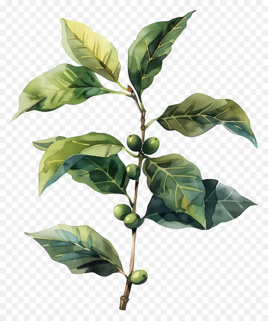 Plante De Café Aquarelle，Branche Avec Des Feuilles PNG