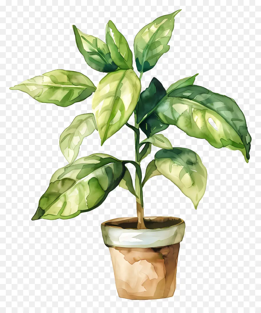 Plante Aquarelle，Plante En Pot PNG