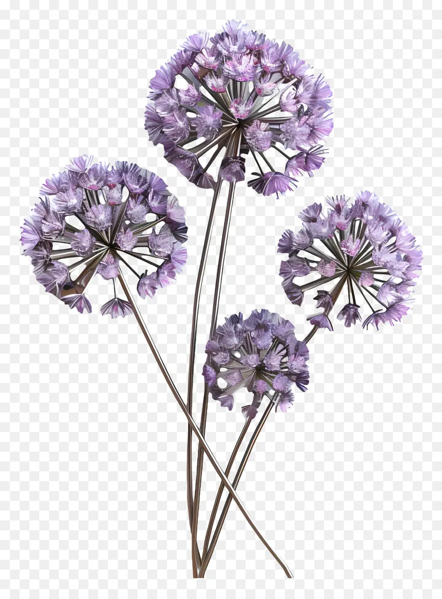 Fleur D'allium Modèle 3d，Fleurs Violettes PNG