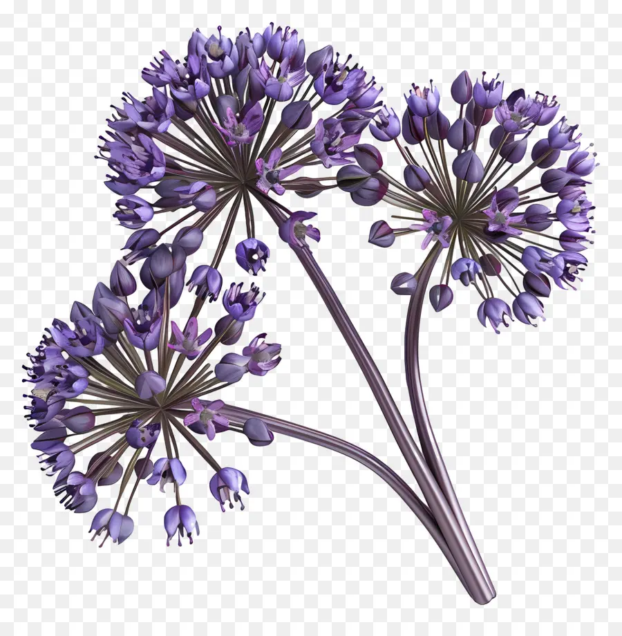 Fleur D'allium Modèle 3d，Grappe De Fleurs Violettes PNG