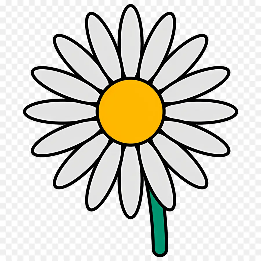 Fleur De Marguerite，Marguerite Blanche PNG