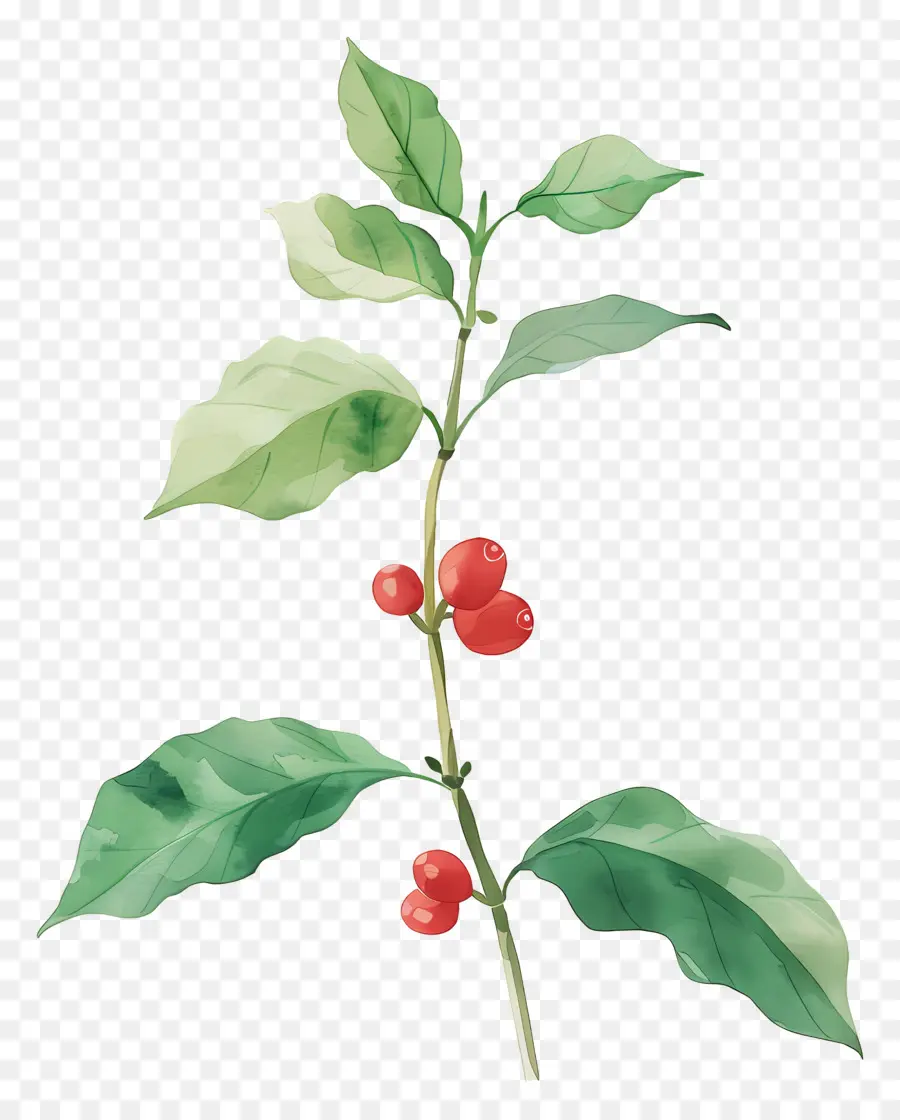 Plante De Café Aquarelle，Usine PNG