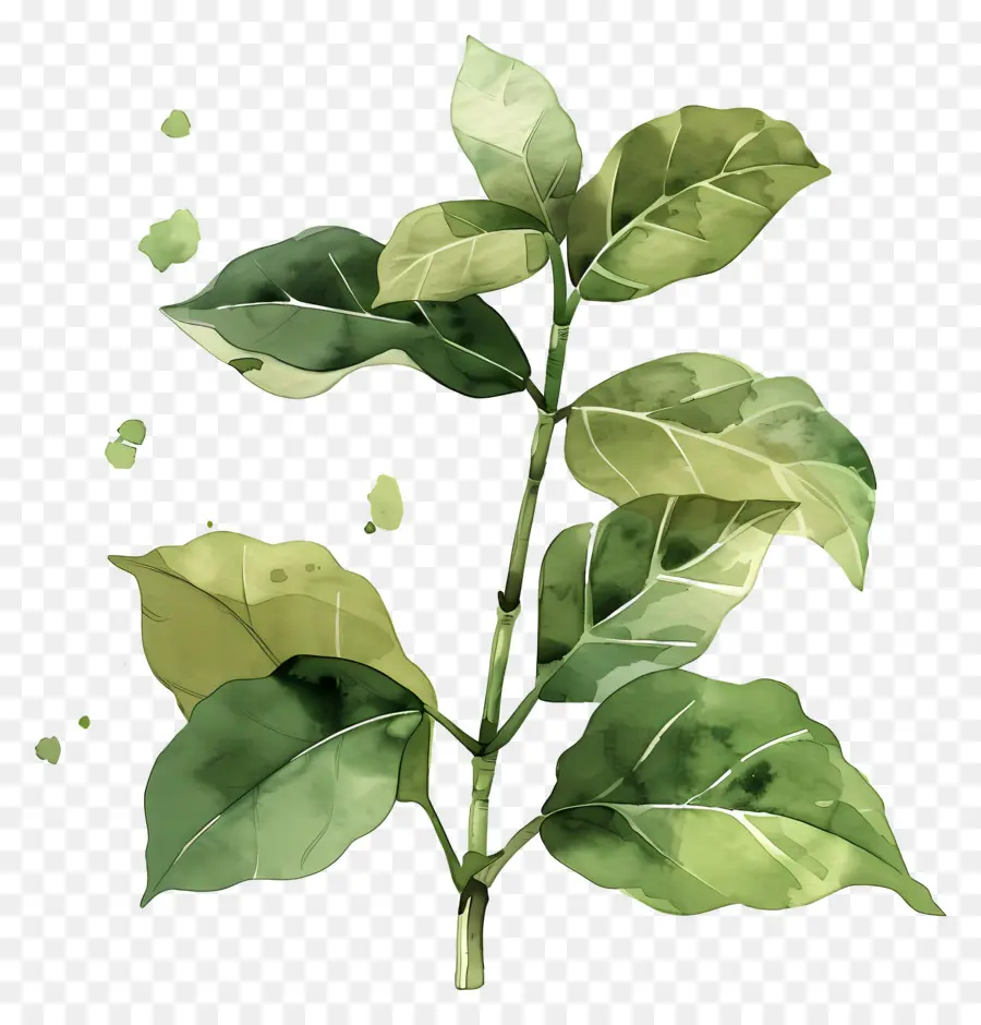 Plante Aquarelle，Feuilles PNG