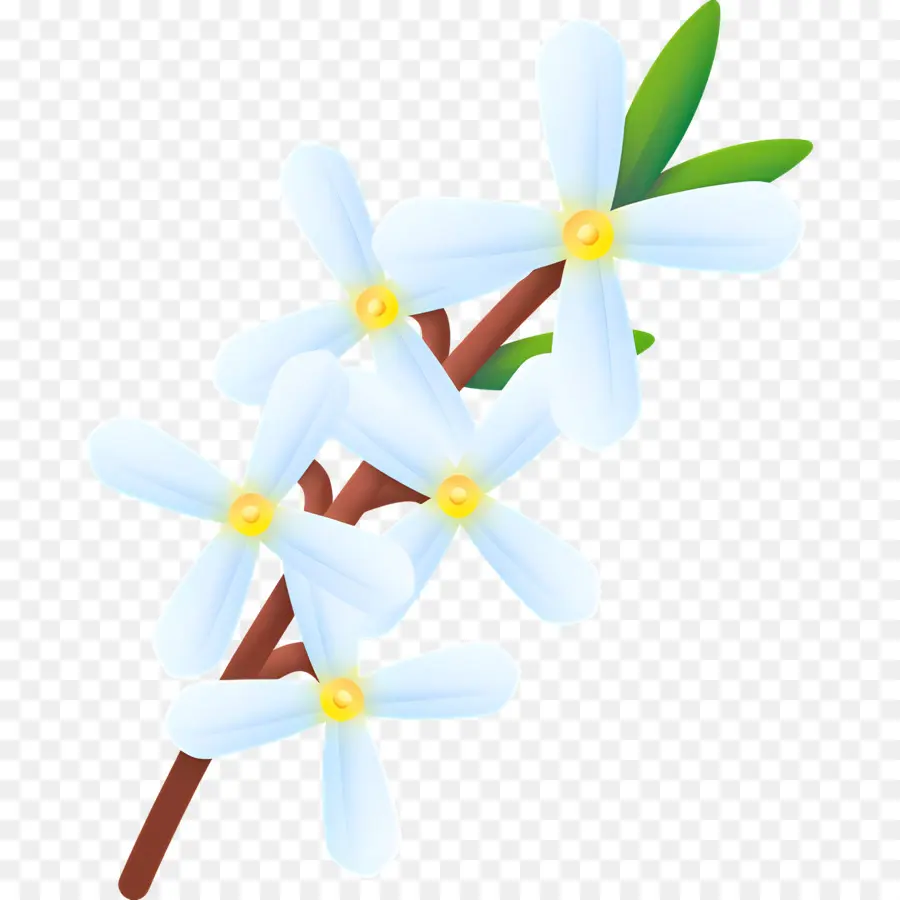 Fleur Blanche，Fleurs Blanches PNG