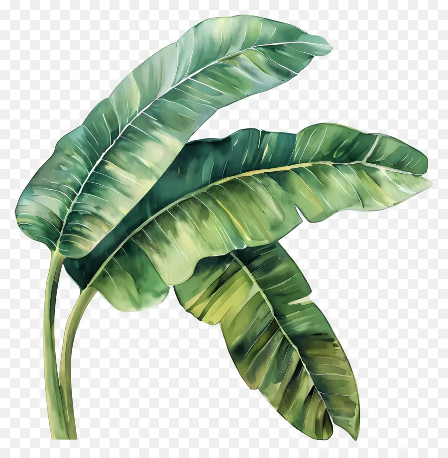 Feuilles De Bananier，Tropical PNG