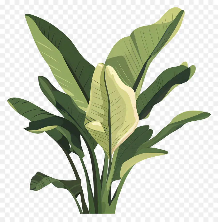 Feuilles De Bananier，Lys Calla Blanc Unique PNG