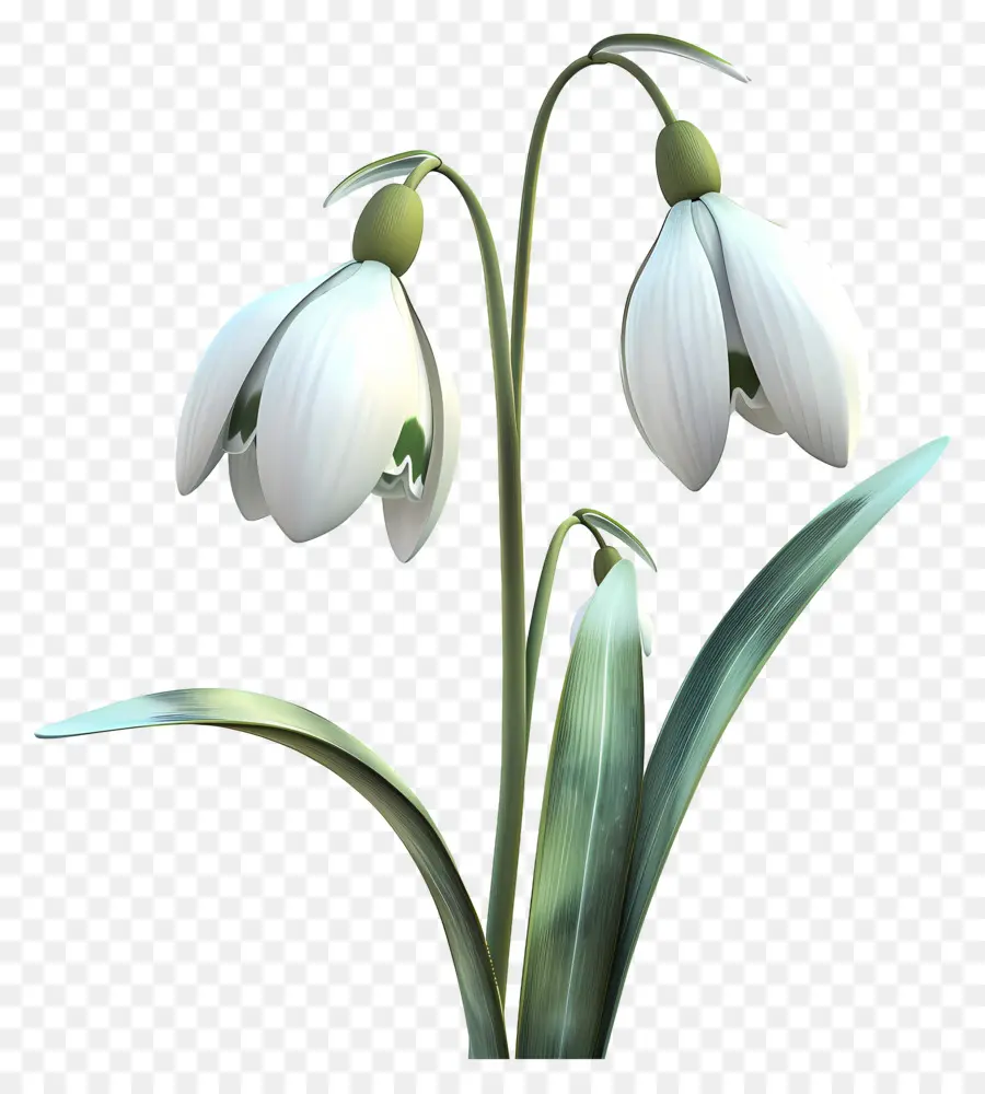 Fleur 3d，Perce Neige PNG