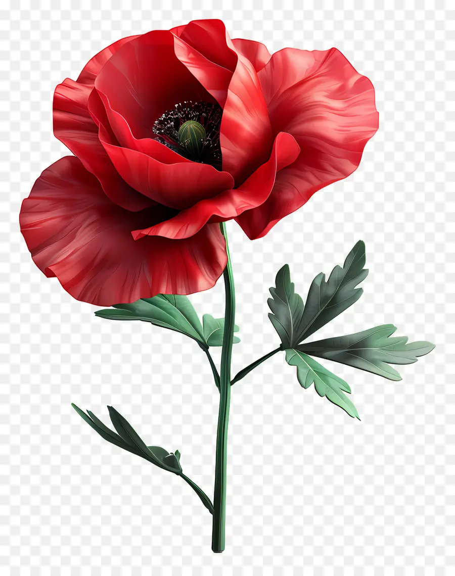 Fleur 3d，Coquelicot Rouge PNG