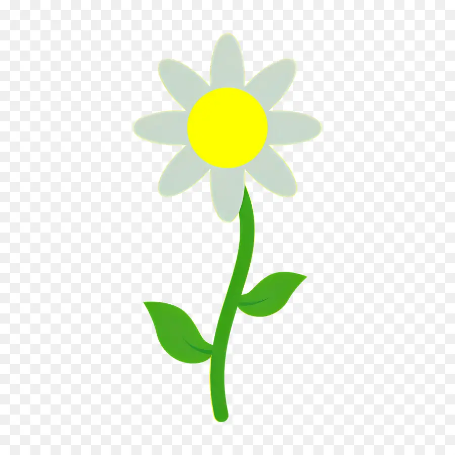 Fleur De Marguerite，Fleur Blanche PNG