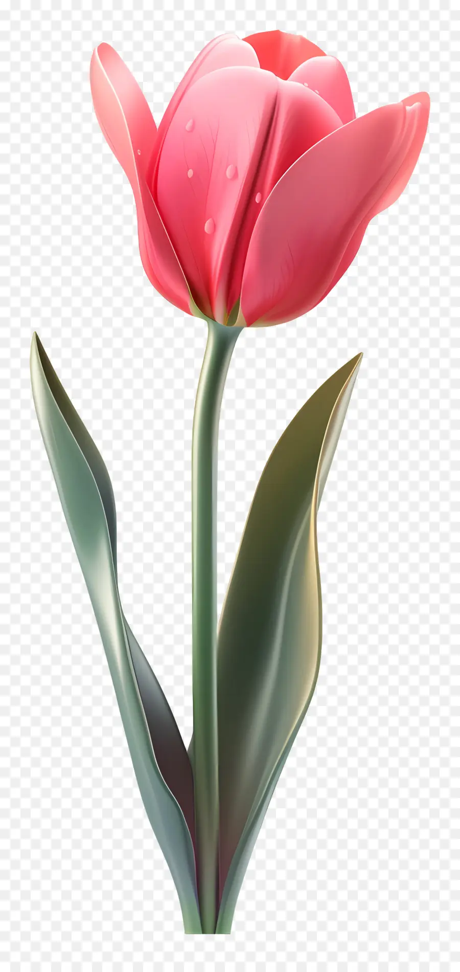 Fleur 3d，Tulipe Rose PNG