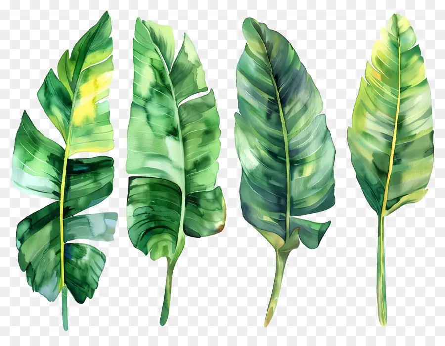 Feuilles De Bananier，Feuilles Vertes PNG