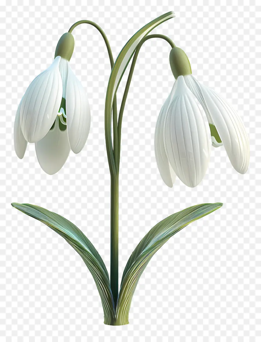 Fleur 3d，Perce Neige PNG