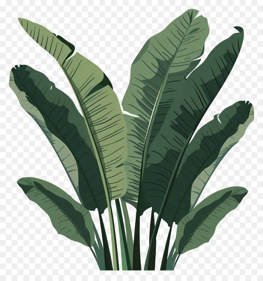 Feuilles De Bananier，Feuilles Vertes PNG