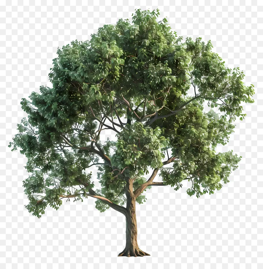 Arbre 3d，Grand Arbre PNG