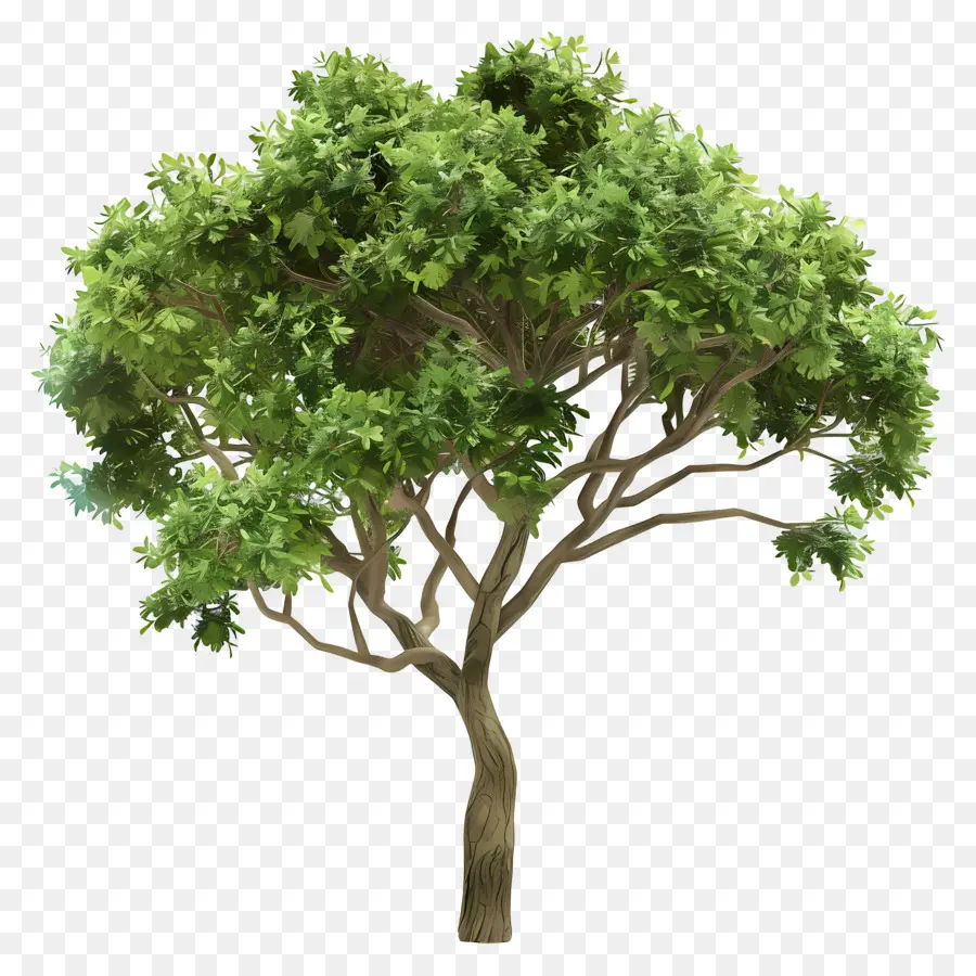 Arbre 3d，Arbre PNG