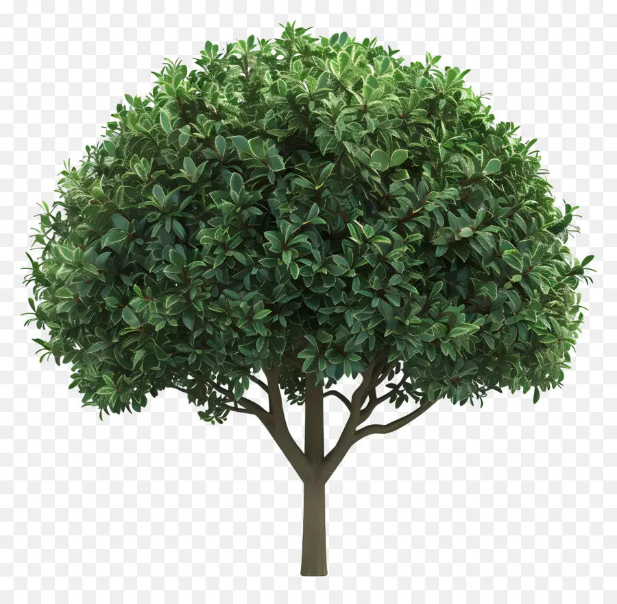 Arbre 3d，Arbre PNG