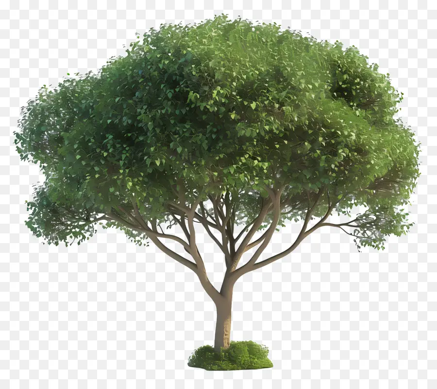 Arbre 3d，Arbre PNG