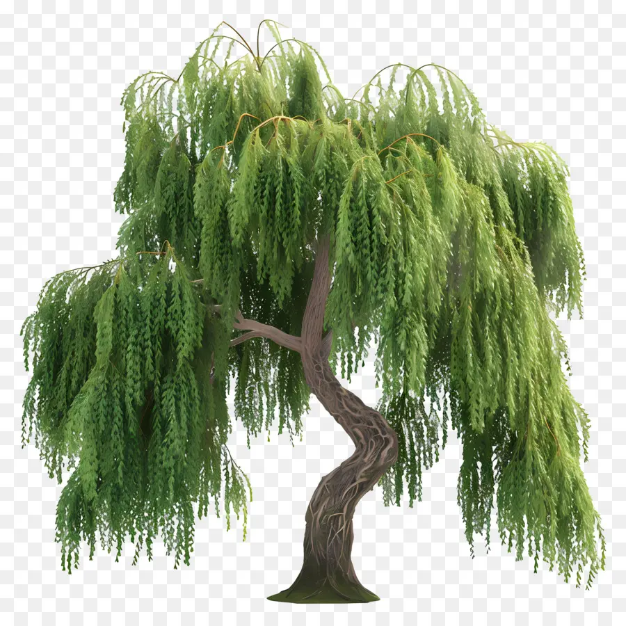 Arbre 3d，Saule Pleureur PNG