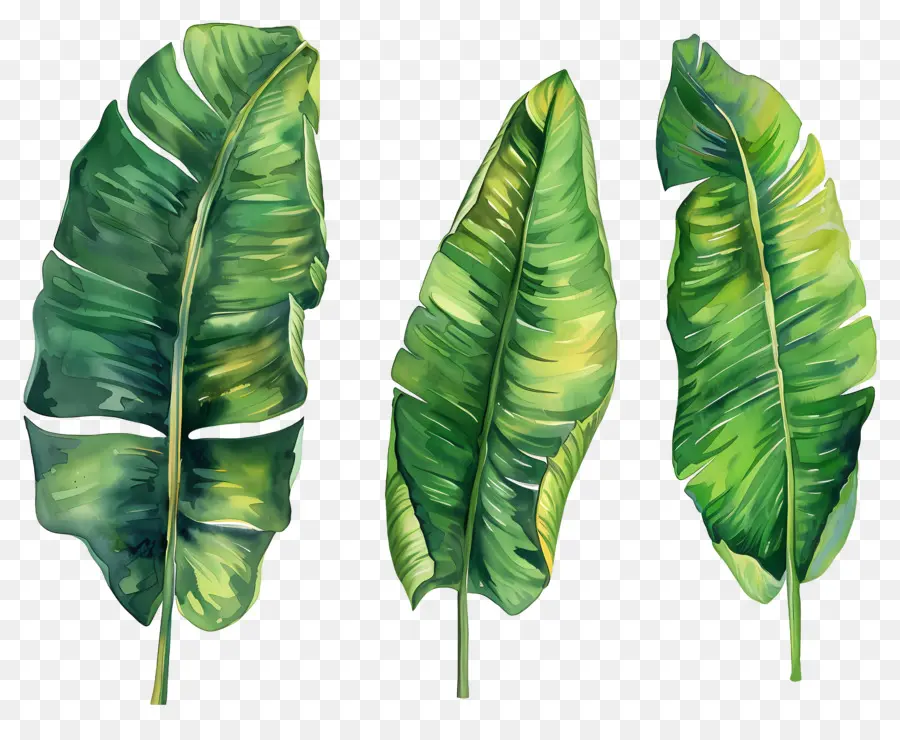 Feuilles De Bananier，Tropical PNG