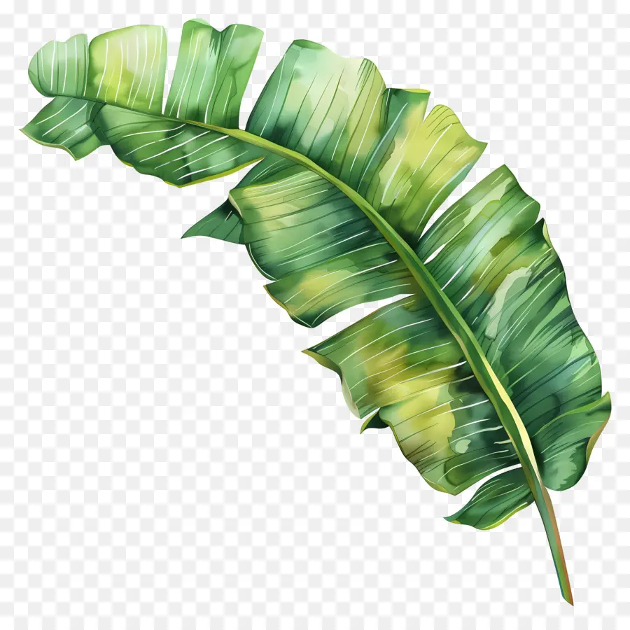 Feuille De Bananier，Feuilles De Bananier PNG