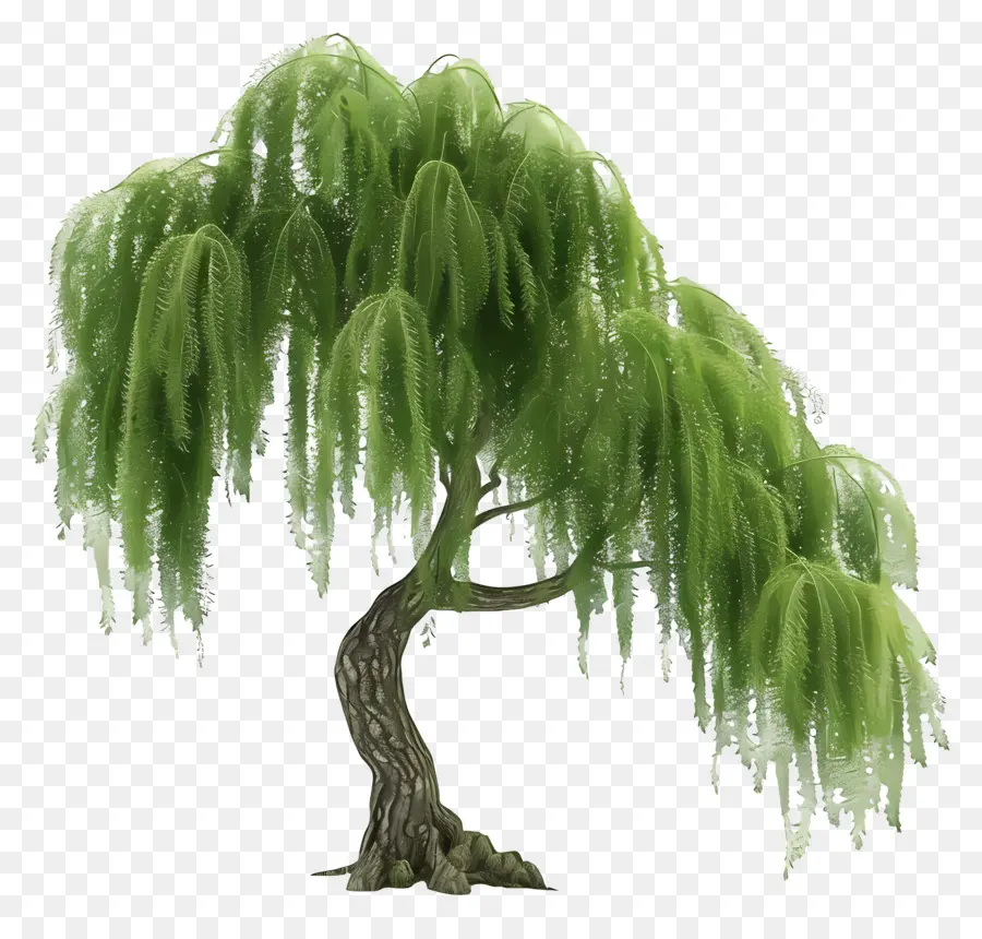 Arbre 3d，Saule Pleureur PNG