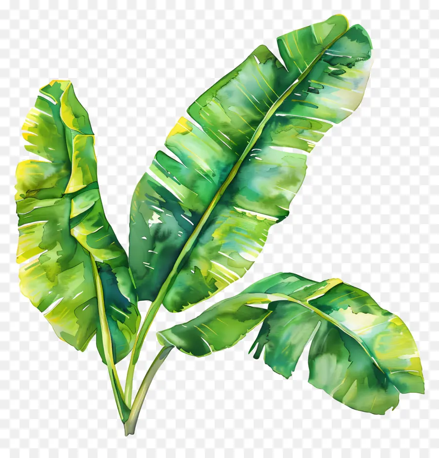 Feuilles De Bananier，Tropical PNG