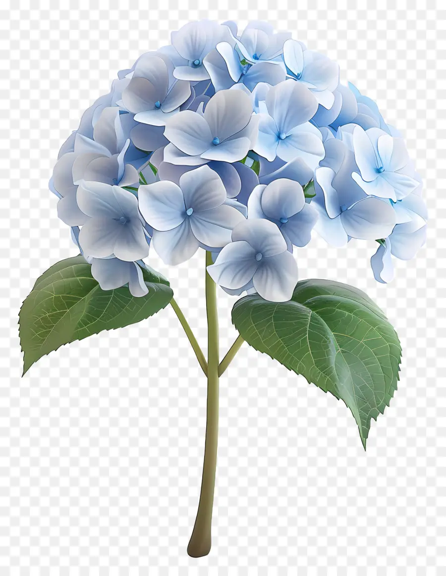 Fleur 3d，Hortensia Bleu PNG