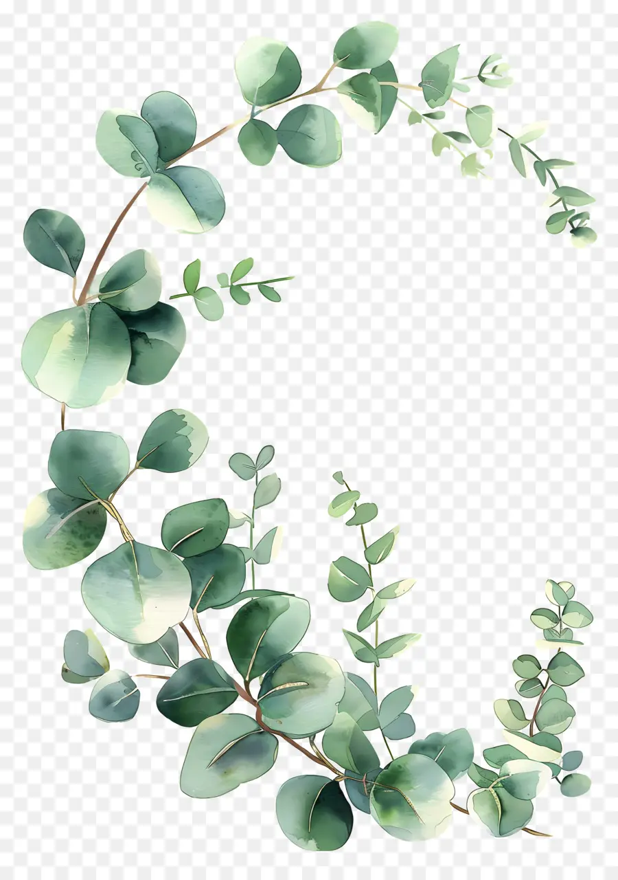 Couronne D'eucalyptus，Feuilles D'eucalyptus PNG