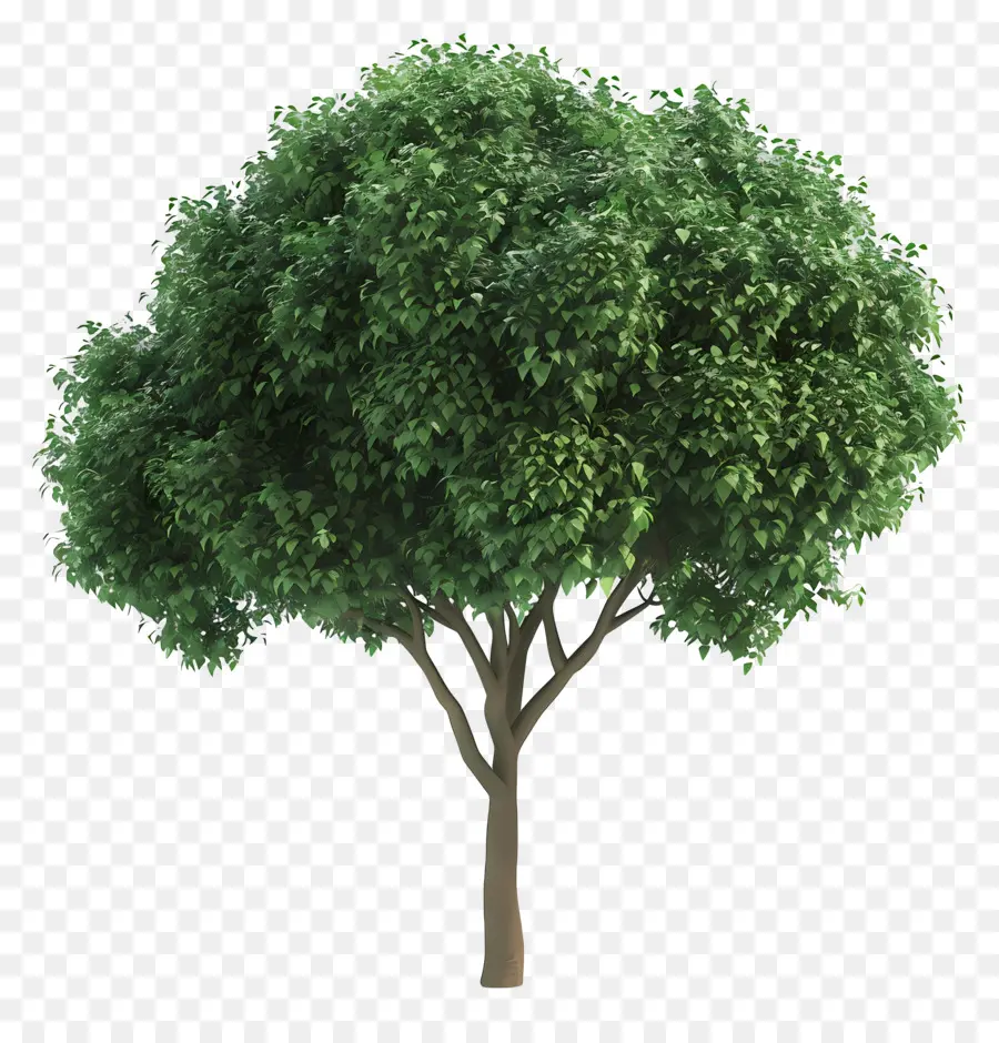 Arbre 3d，Arbre à Feuilles Vertes PNG