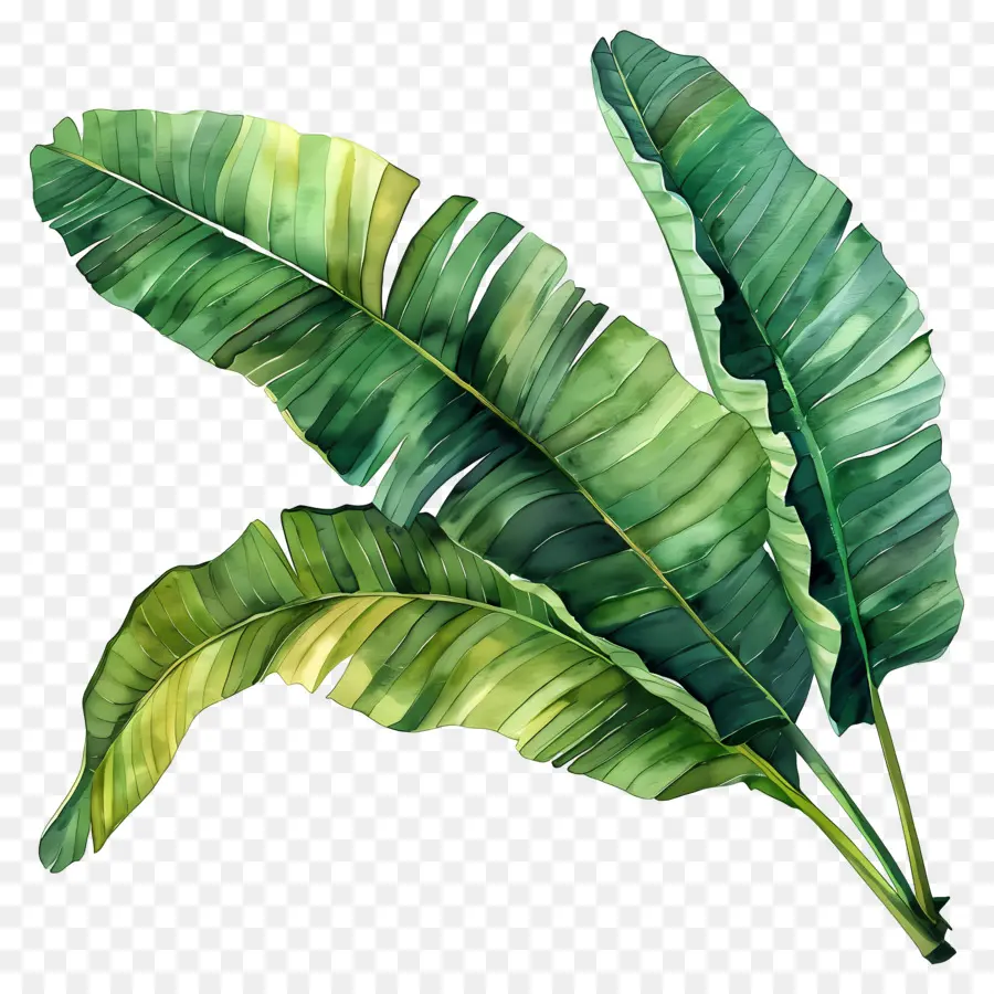 Feuilles De Bananier，Tropical PNG